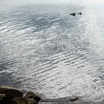 Tr&ouml;llskagi: Hjalteyri zwei Delfine schwimmen vor der K&uuml;ste